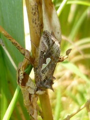 Megalographa biloba