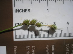 Carex albolutescens