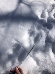 Sylvilagus floridanus