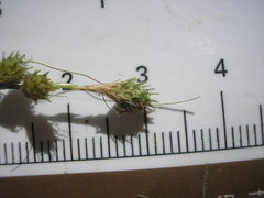 Carex albolutescens