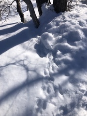 Sylvilagus floridanus