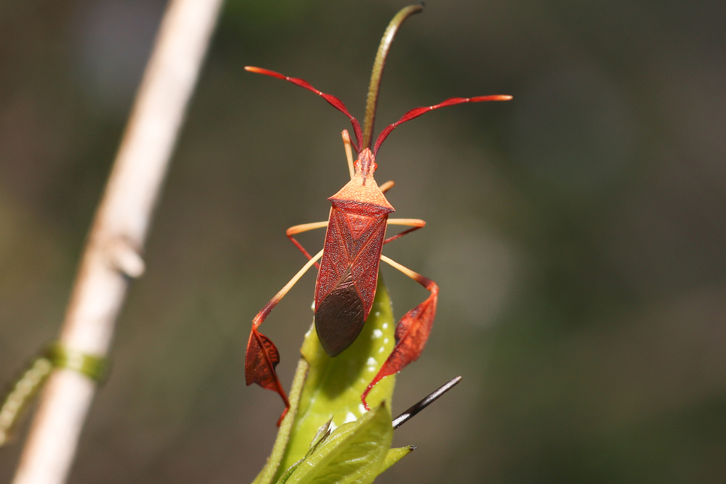 Chondrocera laticornis