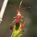 Chondrocera laticornis - Photo (c) Logan Crees, some rights reserved (CC BY-NC), uploaded by Logan Crees