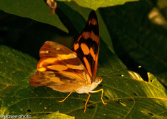Herona marathus