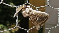 Podalia intermaculata