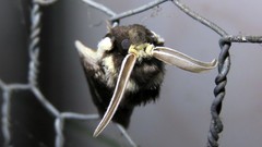 Podalia intermaculata