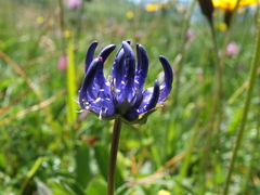 Phyteuma hemisphaericum