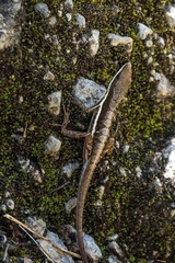 Anolis semilineatus