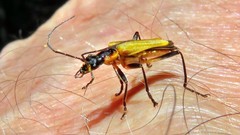 Chauliognathus atroscutellaris