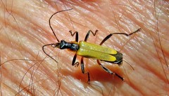Chauliognathus atroscutellaris