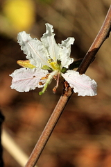 Bauhinia urbaniana