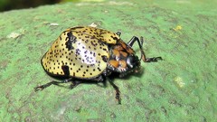 Cypherotylus adrianae