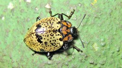 Cypherotylus adrianae