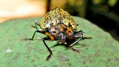 Cypherotylus adrianae