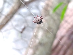 Gasteracantha cancriformis