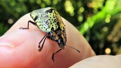 Cypherotylus adrianae