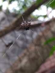 Gasteracantha cancriformis