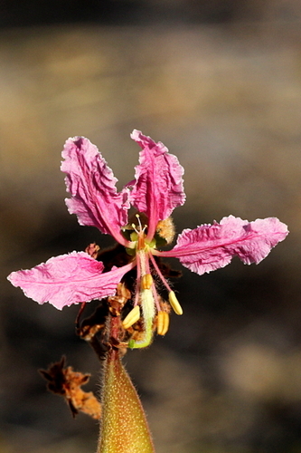 Pink Bauhinia