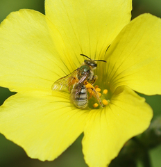 Lasioglossum pavonotus