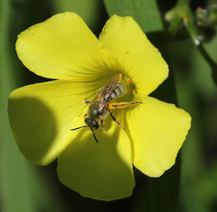 Lasioglossum pavonotus