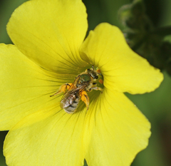 Lasioglossum pavonotus