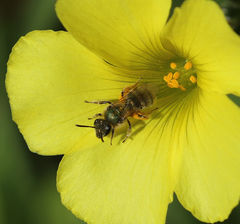 Lasioglossum pavonotus