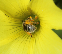 Lasioglossum pavonotus