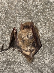 Lasiurus intermedius