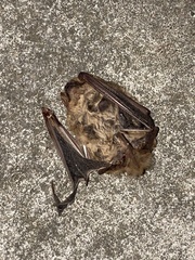 Lasiurus intermedius