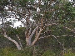 Eucalyptus racemosa