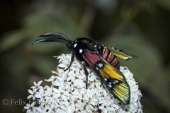 Chrysocale principalis