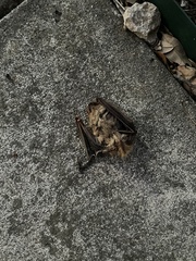 Lasiurus intermedius