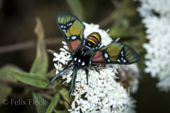 Chrysocale principalis