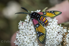 Chrysocale principalis