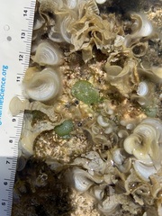 Dictyosphaeria versluysii