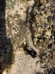 Holothuria cinerascens