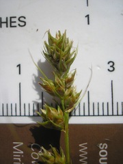 Carex austrina