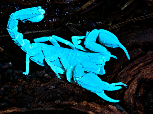 Photo of Western Forest Scorpion (Uroctonus mordax)