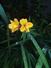 Alstroemeria aurea