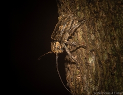 Prosoplus mediofasciatus