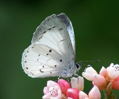 Udara akasa