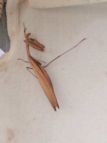 European Mantis