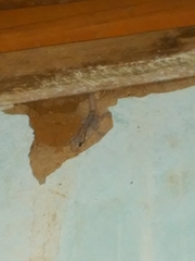 Phyllopezus pollicaris