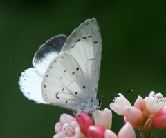 Udara akasa