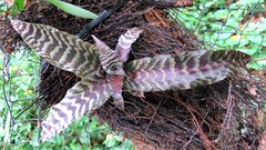 Cryptanthus zonatus