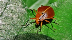 Ellipticus testaceus