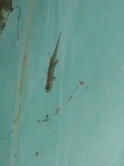 Phyllopezus pollicaris