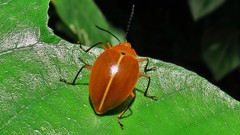 Ellipticus testaceus