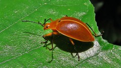 Ellipticus testaceus