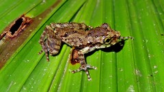 Scinax perpusillus